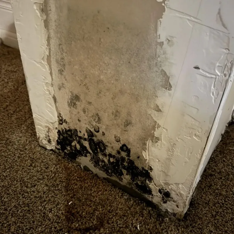 Professional Mold Removal in Tipton, MO